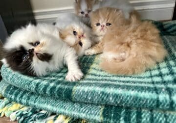 Exotic Persian kittens