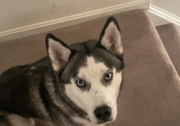 Need to find a new home for my husky.