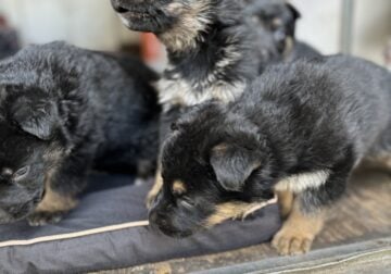 German shepherd puppies