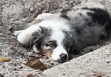 Scout Blue Merle