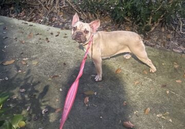 Chocolate fawn Frenchie female