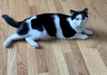 Neutered Reverse Tuxedo Cat
