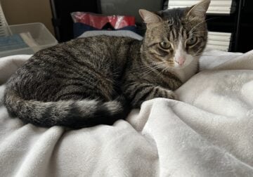 Sweet male cat needs a forever home