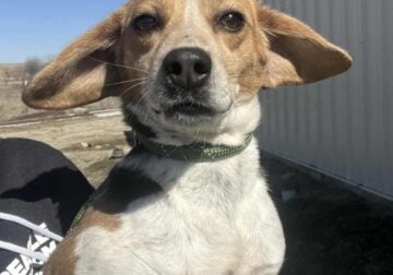 Beagles/ Hounds/ Long eared dogs wanted