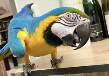 POLLY BLUE AND GOLD MACAW (IN OHIO)