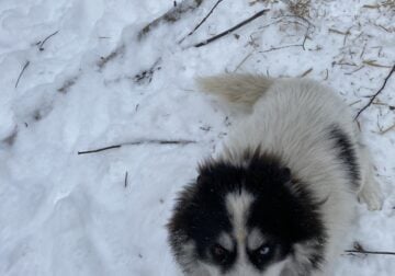Stud or For sale CKC Male wooly husky