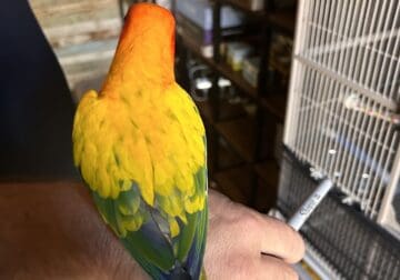 Sun Conure with cage