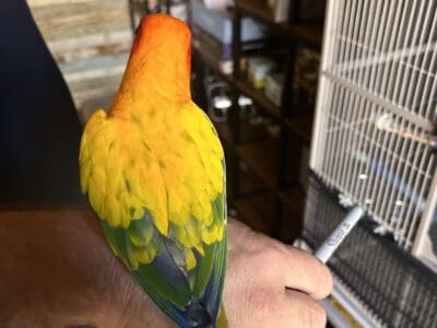 Sun Conure with cage