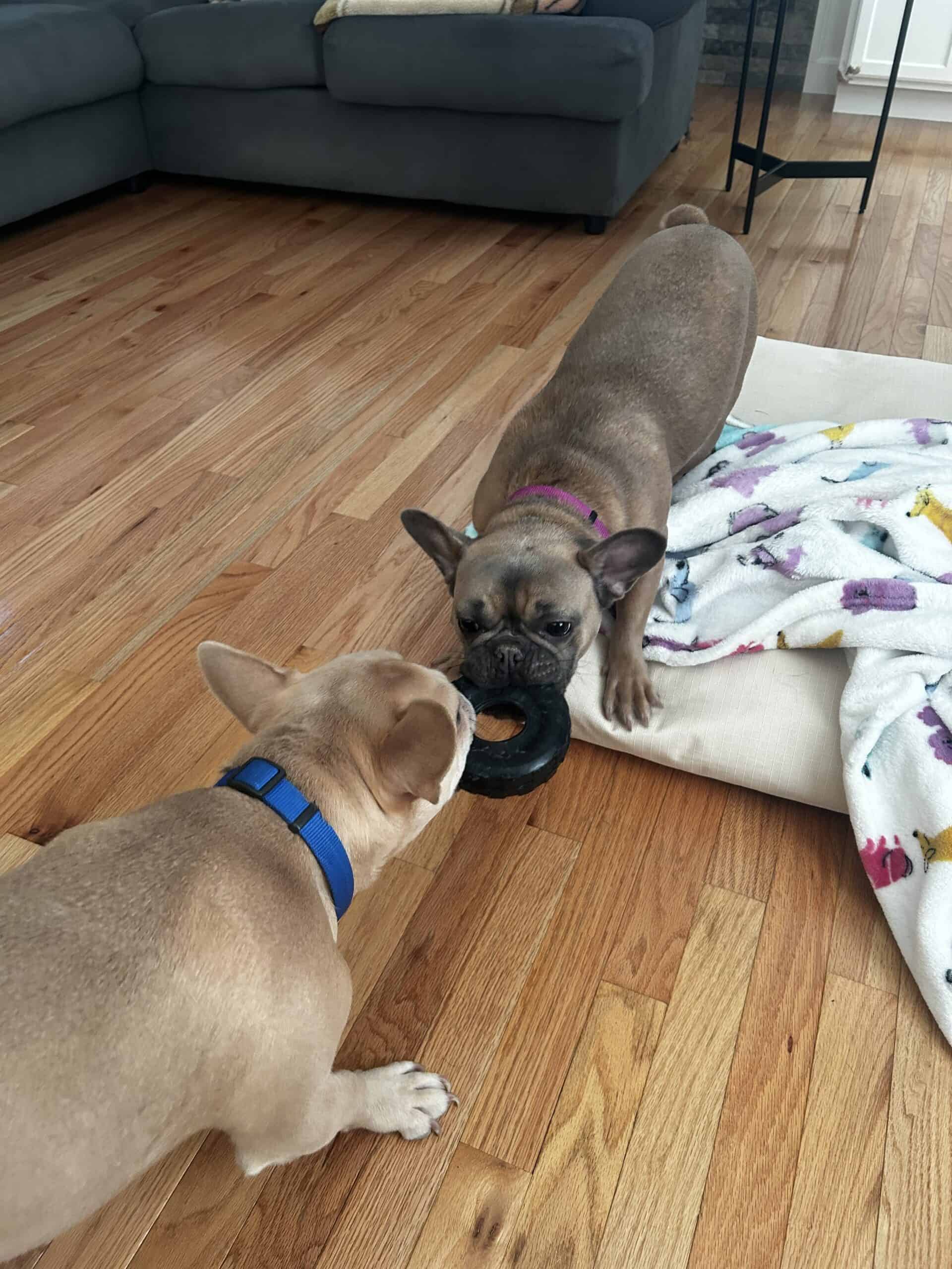 Kelce - French Bulldog | PetClassifieds.com