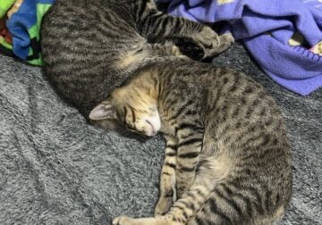 2 Savannah Kittens