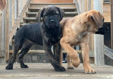 Cane Corso/Mastiff Puppies