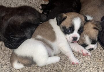 Looking for a loving home for Adorable puppies