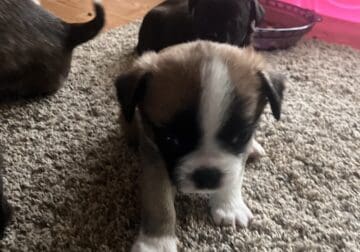 Adorable puppies looking for a loving home