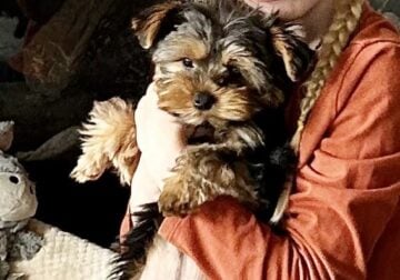 AKC registered Yorkshire Terrier Puppies Due 5/18