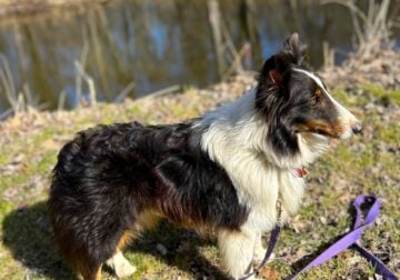 Sheltie -male to good home