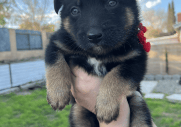 German shepherd border collie mix pups