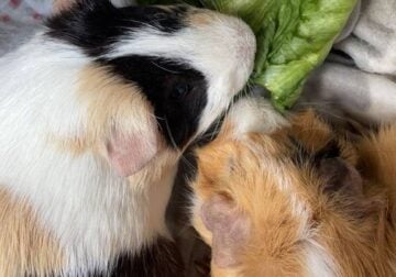 2 Guinea pigs and cage