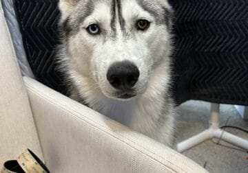 1.5 year old Purebred Siberian Husky for sale