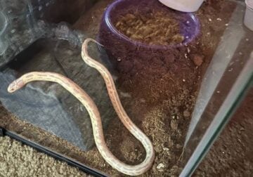 Rehoming albino king snake