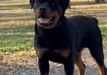 10 mo old AKC Rottweiler