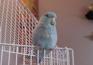 Baby parrotlet for adoption