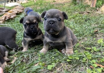 AKC French Bull dog puppies for sale!
