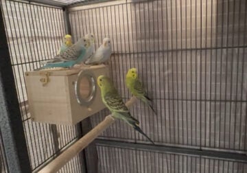 Parakeets For Sale