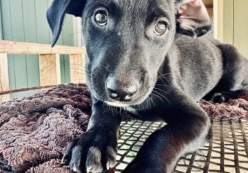 Labrador mix puppies for rehoming