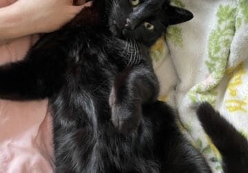 Bella Luna- female black cat
