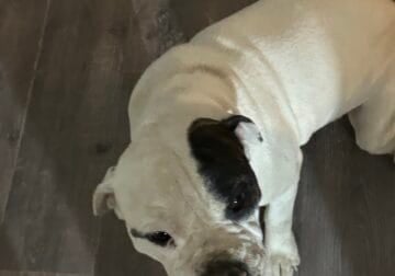 Need to rehome 1 year old old English bulldog mix