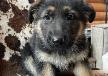 German Shepard puppies for sale
