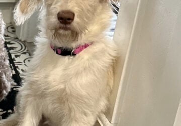 7 month old Female Labradoodle