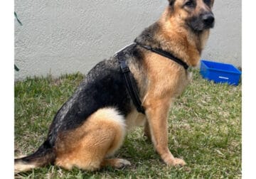 AKC Spayed Female German Shepherd Dog