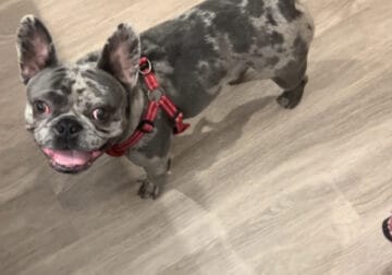 Merel French bulldog for sale