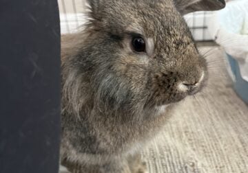 Lionhead Rabbit in need of rehome