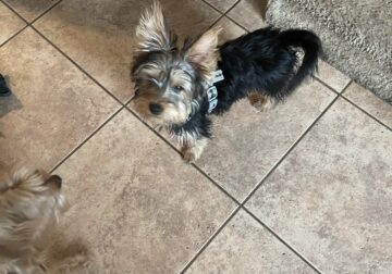Yorkshire Terrier’s for Sale