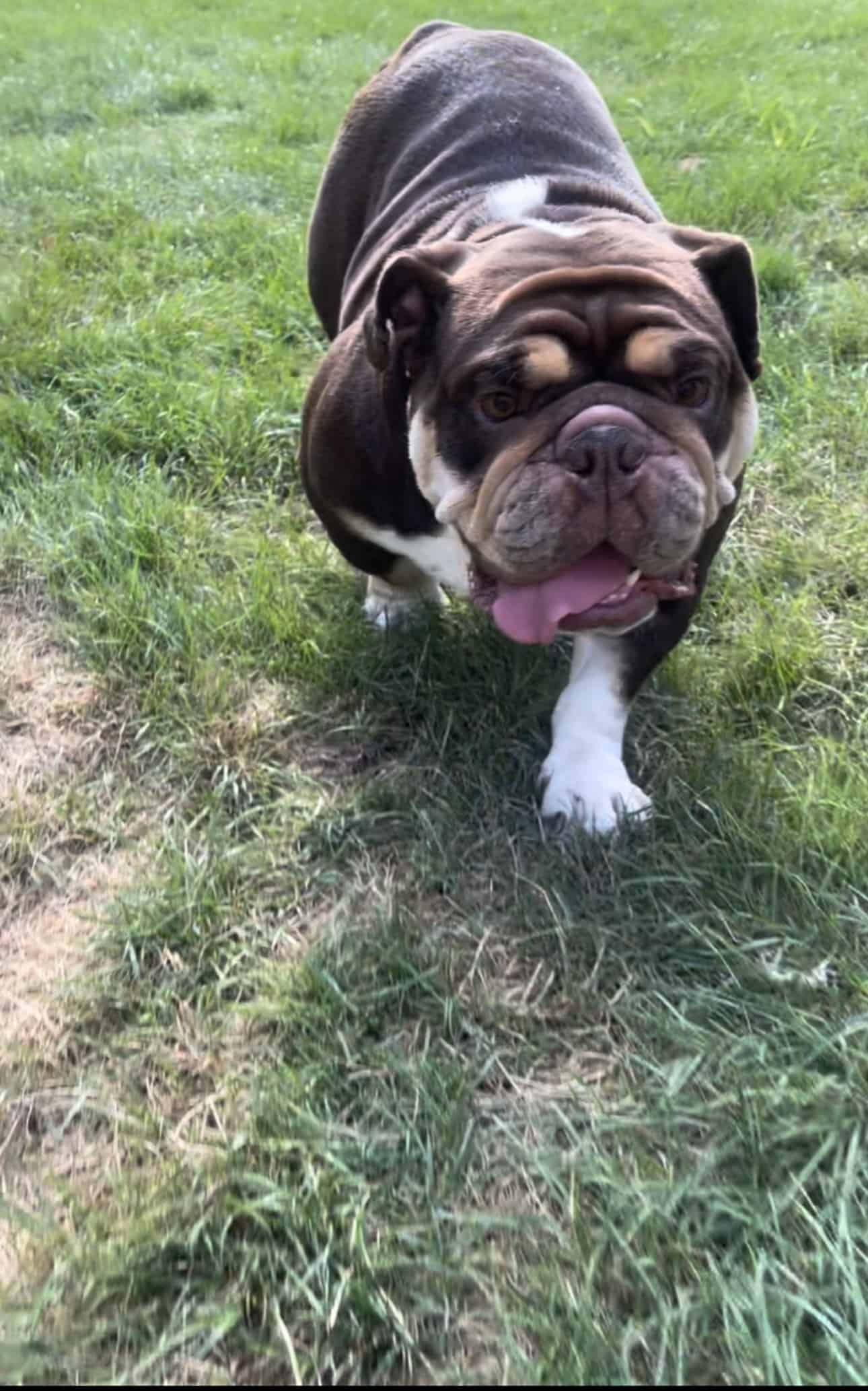 AKC CHOCOLATE ENGLISH BULLDOG | PetClassifieds.com