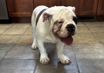 Awesome Cute Male old English Bulldog for sale