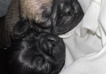 🐾 Pug Puppies For Sale 🐾