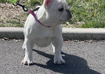 Female Frenchie 4 months