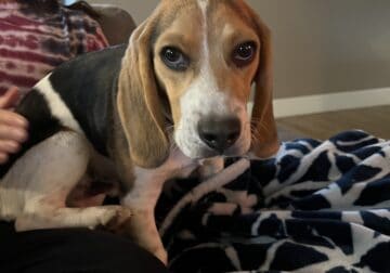 5 Month Old Male Beagle
