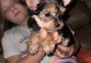 CKC Male yorkie- ready for forever home (: