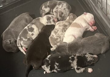 Catahoula puppies looking for their new family!