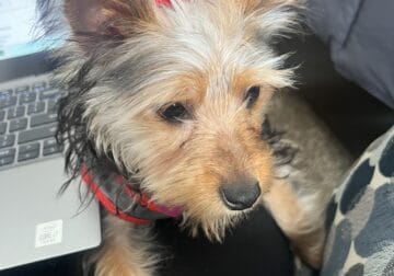 5 Month Yorkshire Terrier