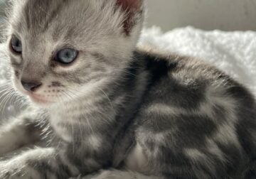 Silver Marble Bengal kittens