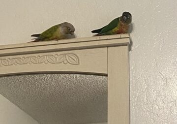 Two Green Cheek Conure Bonded