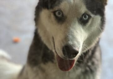 Rehoming 1 year old Husky