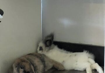 2 spayed rabbits for adoption