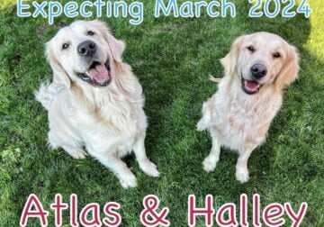 AKC English Golden Retriever Puppies-Halley/Atlas