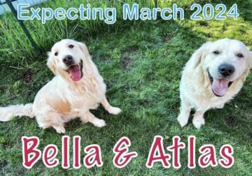 AKC English Golden Retriever Puppies-Bella/Atlas